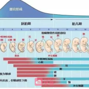 染色体正常胎儿畸形什么原因,胎儿发育畸形的原因有哪些