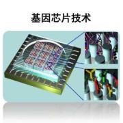 光子芯片量产消息准确吗,胎儿基因芯片弊端有哪些