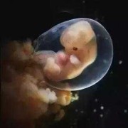 怀孕八周孕囊多大正常,胎儿八周发育图片
