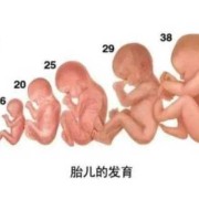 怀孕周期胎儿生长图片（想问一下胎儿几周成形，不再只是孕囊）