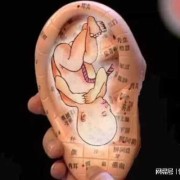 胎儿的经络（狮驼怎么吞噬宝宝）