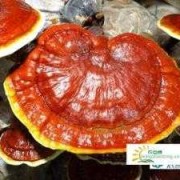 孕期可以吃灵芝吗（孕期可以吃灵芝吗会流产吗）