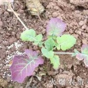 孕期缺磷（孕期缺磷）