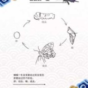 孕期梦见黄瓜（庄公梦蝴蝶是怎么回事）