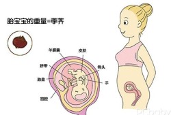 孕期生长（孕期生长）