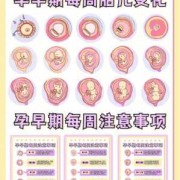 不同月份宝宝在肚子里的位置,胎儿下怀应注意什么问题