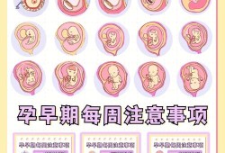 不同月份宝宝在肚子里的位置,胎儿下怀应注意什么问题