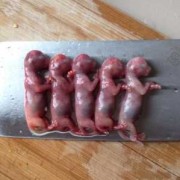 胎儿为什么停止发育（猫咪生产生出来的是空囊和没发育好的死胎是怎么回事）