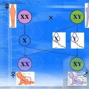 胎儿xy（xx和xy的区别）