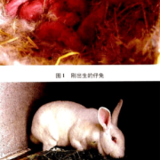 母兔连配不怀孕怎么回事,易孕期没怀孕正常吗