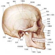 颅骨环完整，脑中线居中,胎儿颅骨环完整是什么意思?