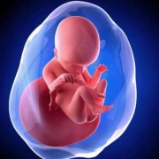 孕妇6个月胎儿图（孕妇6个月胎儿图片）