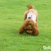 六个月贵宾犬，狗狗缺钙导致腿变形还能矫正吗,孕期中度缺钙怎么补