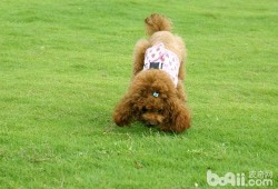 六个月贵宾犬，狗狗缺钙导致腿变形还能矫正吗,孕期中度缺钙怎么补