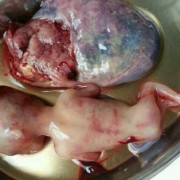 请问怀孕四个月在医院做引产，医院处理死胎儿收费50元合理吗,实拍四个月引产胎儿图片