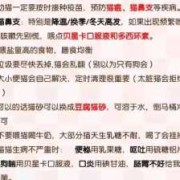 怀孕养猫文案,孕期养猫注意事项有哪些