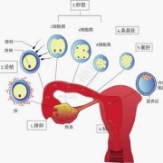 怎样提高受精,