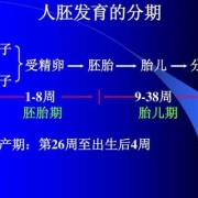 胎儿期记忆（胎儿期记忆特点是什么）
