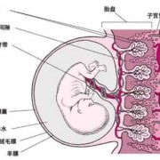 胎儿胞衣（衣胞之地的解释）