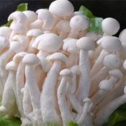菌菇能吃吗,孕期吃菌菇好吗