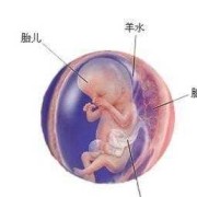 13周胎儿大小（13周宝宝有多大啊）