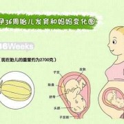 36周有出生的宝宝吗？孕36周出生的宝宝存活率高吗,怀孕三十六周胎儿发育情况如何