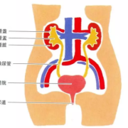 孕期尿道炎症状（孕妇尿路感染怎么办呢）