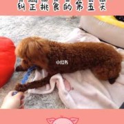 怀孕泰迪挑食的解决方法,孕期挑食严重怎么办