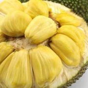 备孕期能吃菠萝吗（备孕期能吃菠萝吗?）