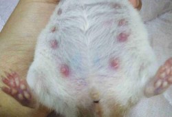 仓鼠怀孕会出现哪些现象,仓鼠孕期症状表现