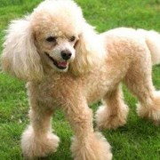 六个月贵宾犬，狗狗缺钙导致腿变形还能矫正吗,孕期中度缺钙怎么补