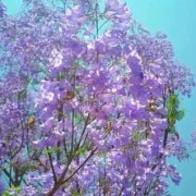 孕期梦见花（代表梦境的紫色花）