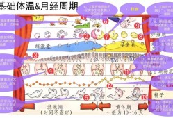 安全期受孕期（安全期受孕期怎么算）