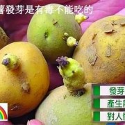 谁在孕期吃过发芽土豆（吃发芽土豆中毒的症状）