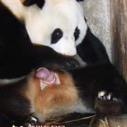 熊猫的孕期（熊猫怀孕肚子会变大吗）