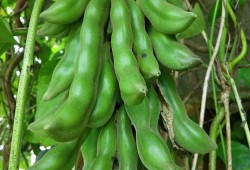 孕妇可以吃毛爪豆吗,孕期毛豆可以吃吗
