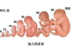 孕20周胎儿在哪个位置,胎儿发育的场所是哪里
