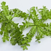 怀孕的女性孕期可以吃荠荠菜包饺子吗,孕期可以吃野菜吗?