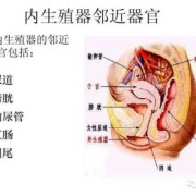 女性的外部生理结构解剖,