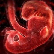怀孕87天胎儿图片欣赏（怀孕87天的胎儿图片）