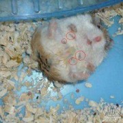 仓鼠怀孕期（仓鼠怀孕期是多久）