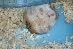 仓鼠怀孕期（仓鼠怀孕期是多久）