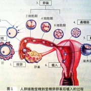 受精卵发育成胎儿过程（受精卵发育成胎儿过程图）