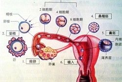 受精卵发育成胎儿过程（受精卵发育成胎儿过程图）