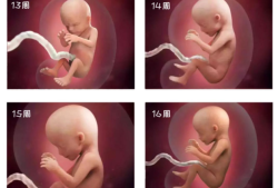 孕妇十一周胎儿有多大?怎么测,十一周胎儿会动了吗视频