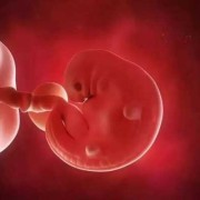 怀孕6周胎儿有多大图片（怀孕6周胎儿有多大图片大全）