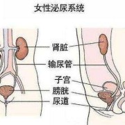 孕期小便多（孕期小便多是什么原因）