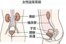 孕期小便多（孕期小便多是什么原因）