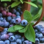 孕期能吃蓝莓吗（孕早期可以吃蓝莓吗）