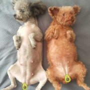 泰迪的孕期（怎么看泰迪有没有怀孕）
